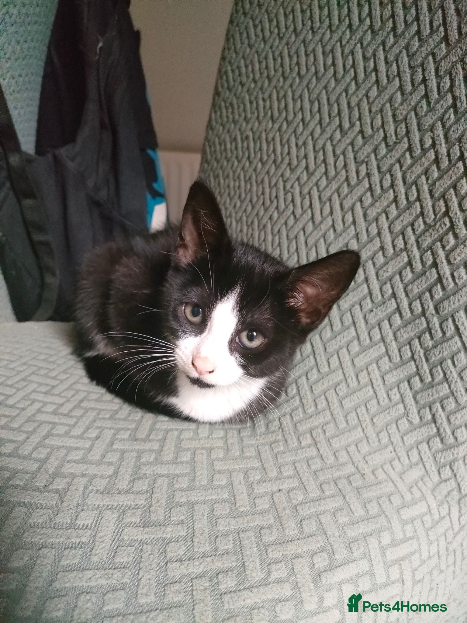 Mixed Breed cats 5 playful kittens for sale - Advert 2