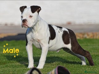 Old Tyme Bulldog dogs - Advert 1