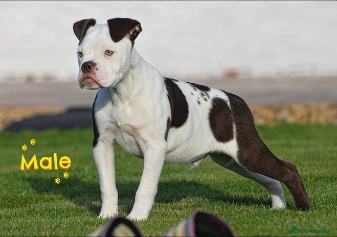 Old Tyme Bulldog dogs - Advert 1