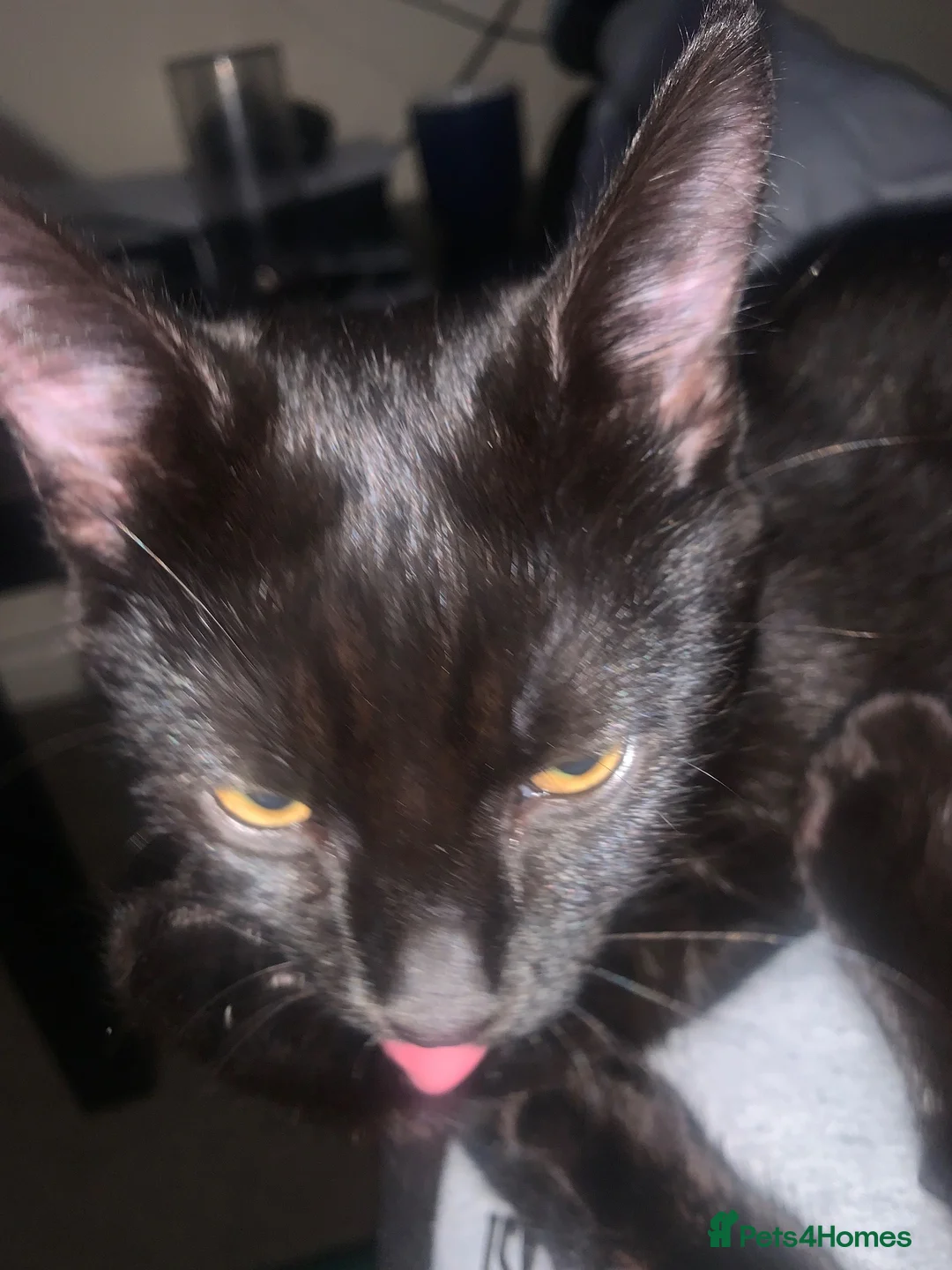 Mixed Breed cats for sale: 2 tabby kittens 12 months old  - Advert 5