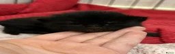 Mixed Breed cats for sale: Two beautiful black kittens  in Glasgow - Advert 6