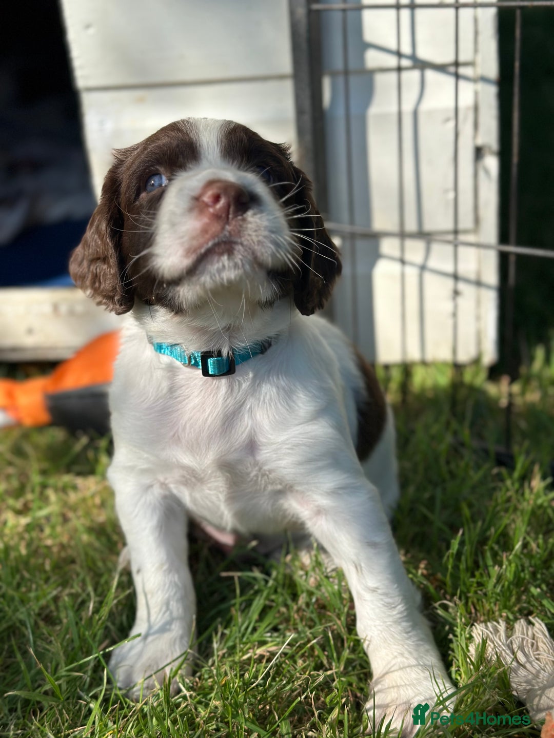 English Springer Spaniel dogs for sale: Springer spaniel puppies  - Image 8