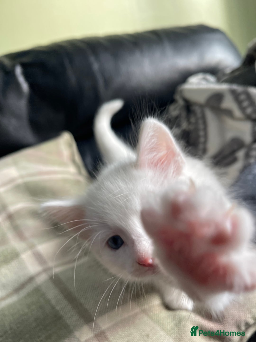 Mixed Breed cats for sale: Beautiful mixed kittens long and shorty hair - Advert 11