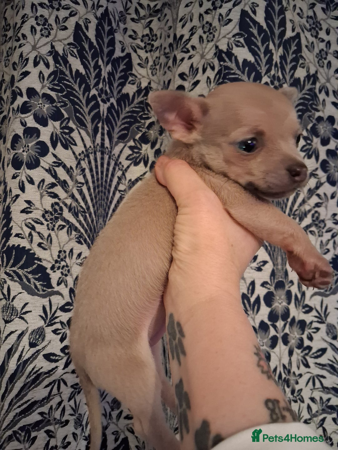 Chihuahua dogs for sale: Chihuahuas ready now - Advert 5