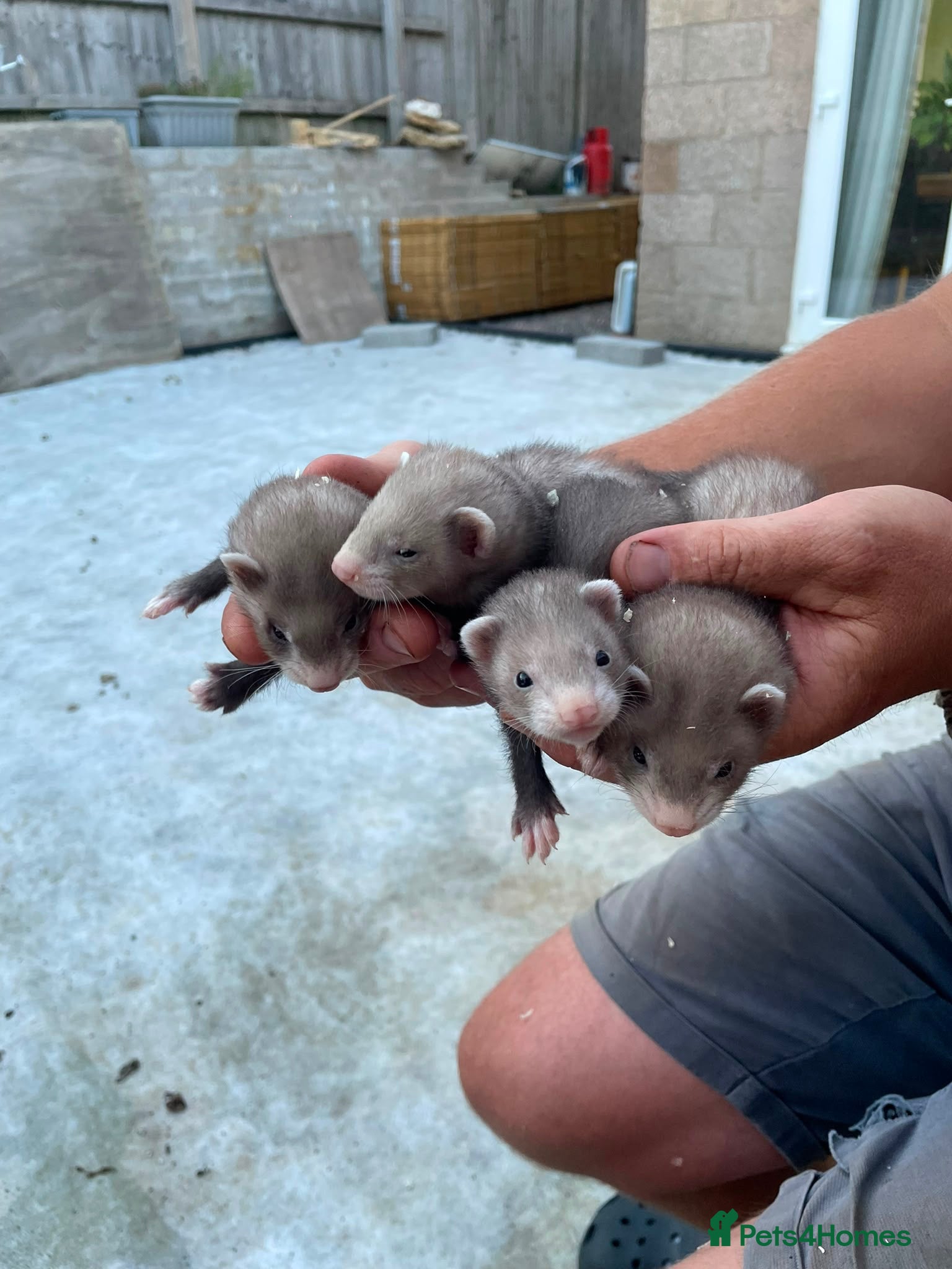 Ferret rodents 6 Ferret Jill’s available  - Advert 5