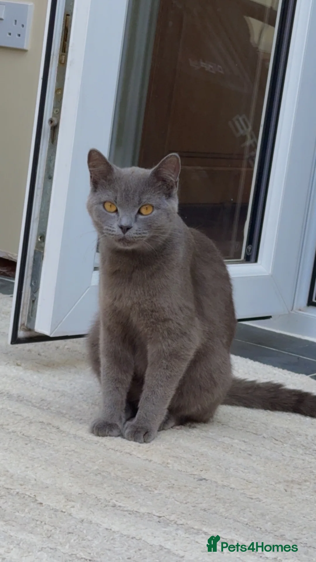 Mixed Breed cats for sale: Stunning blue male kitten  in Redditch - Advert 2