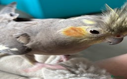 Cockatiels birds for sale: X4 Cockatiels 2 breeding pairs - Image 8