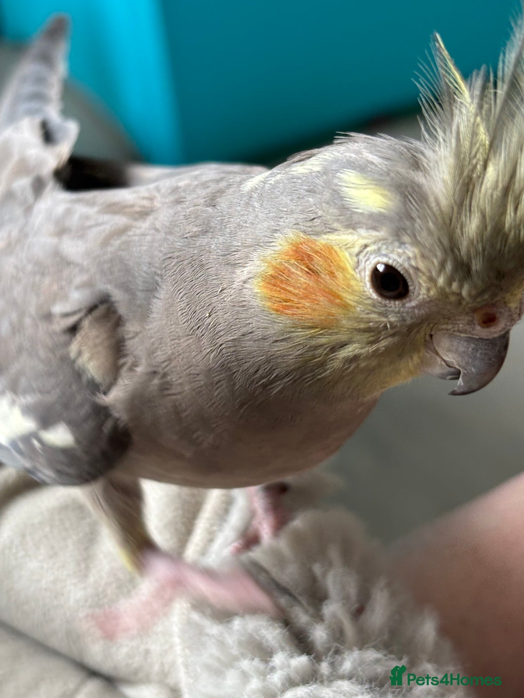 Cockatiels birds for sale: X4 Cockatiels 2 breeding pairs - Image 8