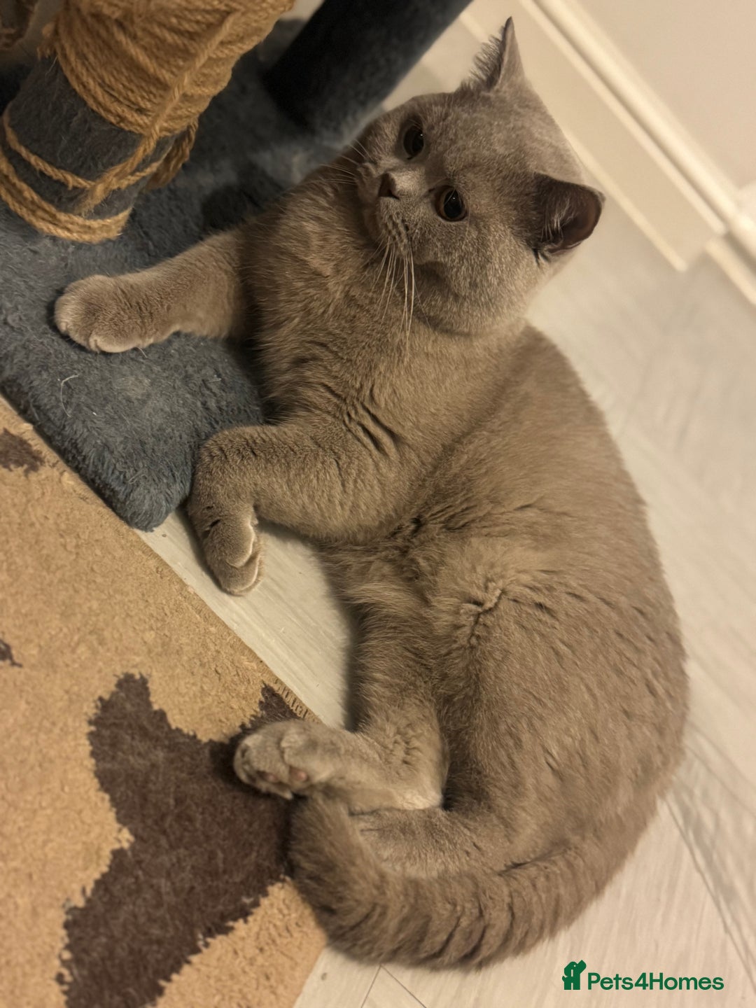 British Shorthair cats for sale: British shorthair Cats  - Advert 4