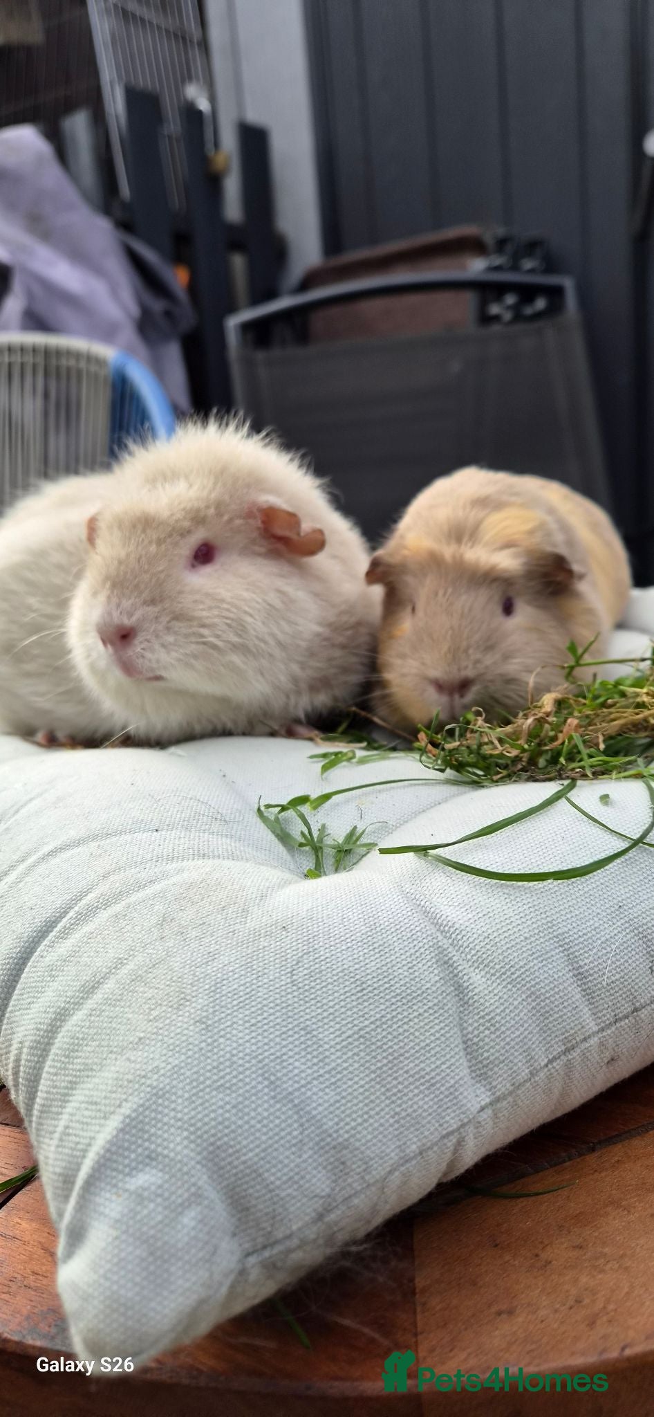 Guinea Pig rodents Mother & daughter duel - Advert 3