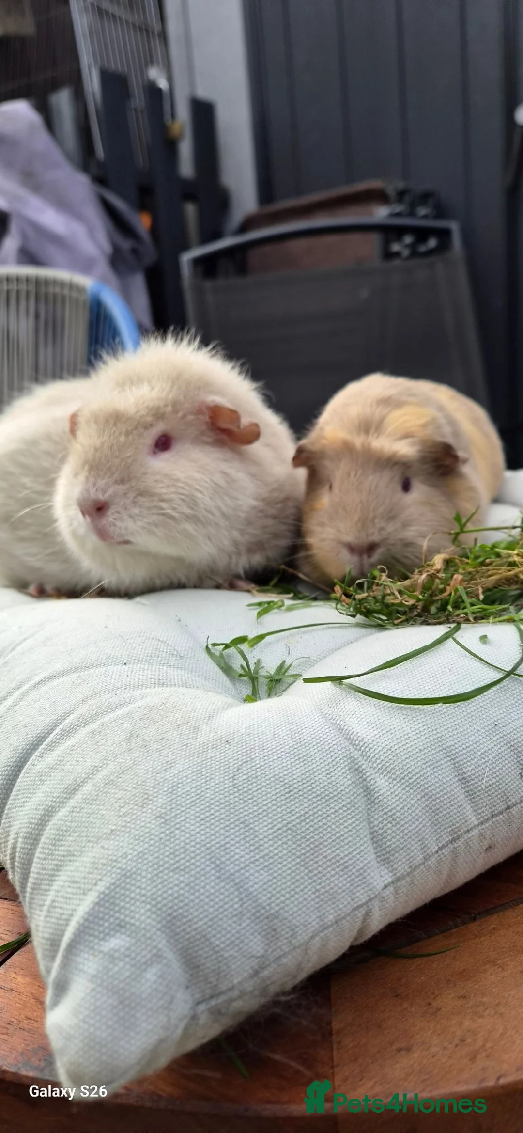 Guinea Pig rodents for sale: Mother & daughter duel - Advert 1
