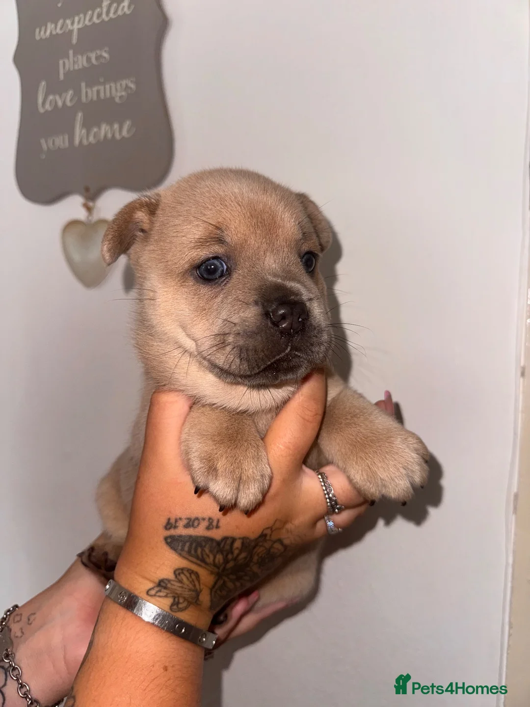 Mixed Breed dogs for sale: Frenchie x chow chow - Advert 1