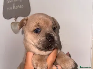 Mixed Breed dogs Frenchie x chow chow - Advert 1