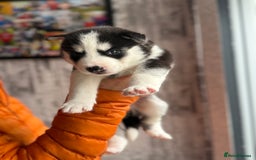 Siberian Husky dogs for sale: Siberian husky puppy’s for sale  - Image 22