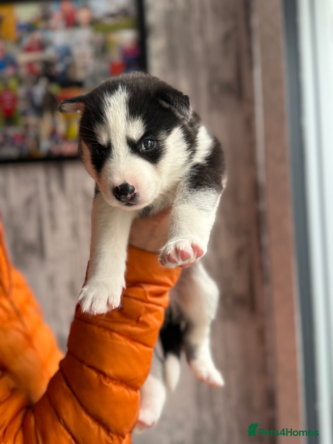 Siberian Husky dogs for sale: Siberian husky puppy’s for sale  - Image 22