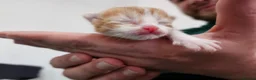 Mixed Breed cats for sale: Beautiful Unique Kittens Now Available to Reserve in Salisbury - Advert 2