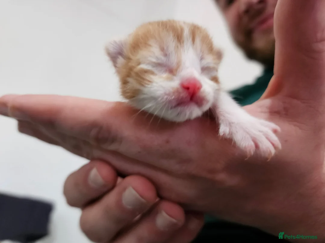 Mixed Breed cats for sale: Beautiful Unique Kittens Now Available to Reserve in Salisbury - Advert 2