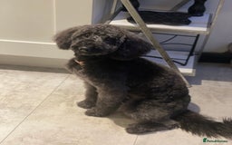 Labradoodle dogs for sale: Looking for a forever home  - Image 1