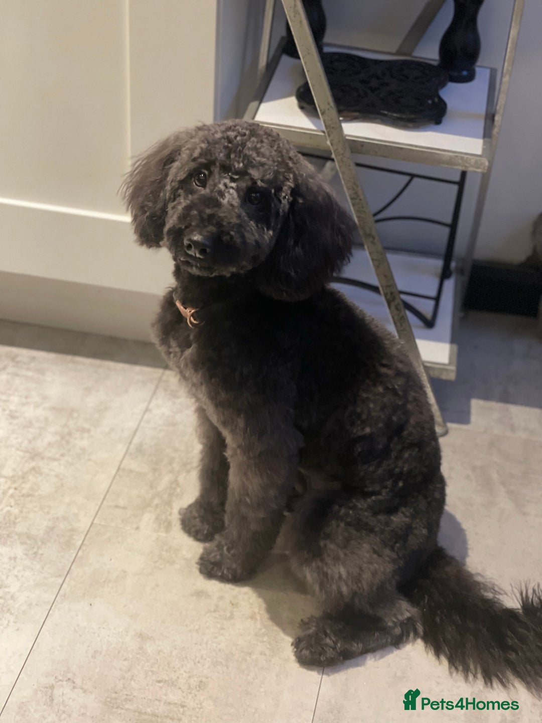 Labradoodle dogs for sale: Looking for a forever home  - Image 1