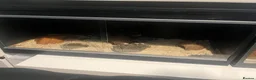 Corn Snake reptiles for sale: Beautiful corn snake plus set up in Glasgow - Advert 3