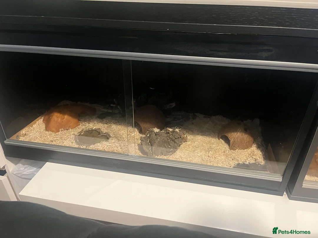 Corn Snake reptiles for sale: Beautiful corn snake plus set up in Glasgow - Advert 3