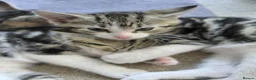 Mixed Breed cats for sale: Tabby Siberian mix - Advert 4