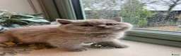 British Shorthair cats for sale: Lilac British Shorthair Boy - Advert 5