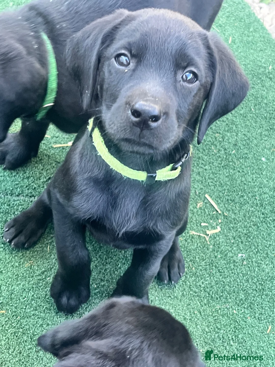 Labrador Retriever dogs for sale: Last girl available ready to leave labrador - Advert 8