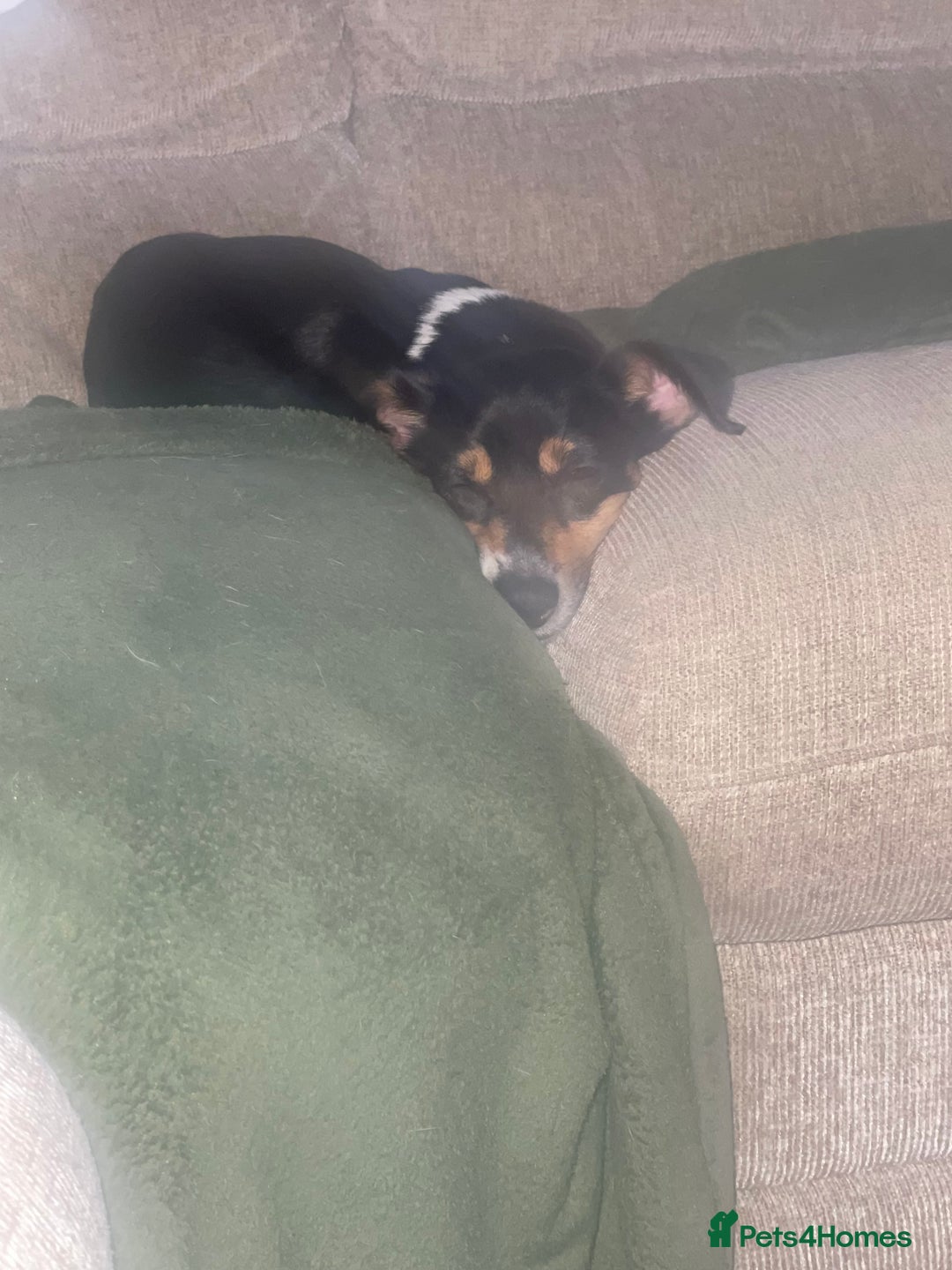 Jack Russell dogs for sale: Jack Russell Puppies - Advert 12