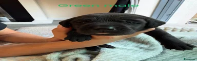 Green male