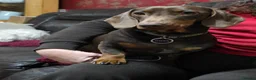 Mixed Breed dogs for sale: Miniature dachshund cross puppies  in Halesowen - Advert 6