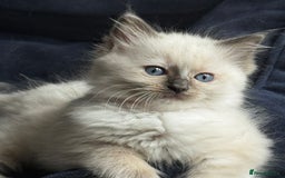 Ragdoll cats for sale: Beautiful Ragdoll Kittens, 2 Flamepoint, 1 mitted - Image 4