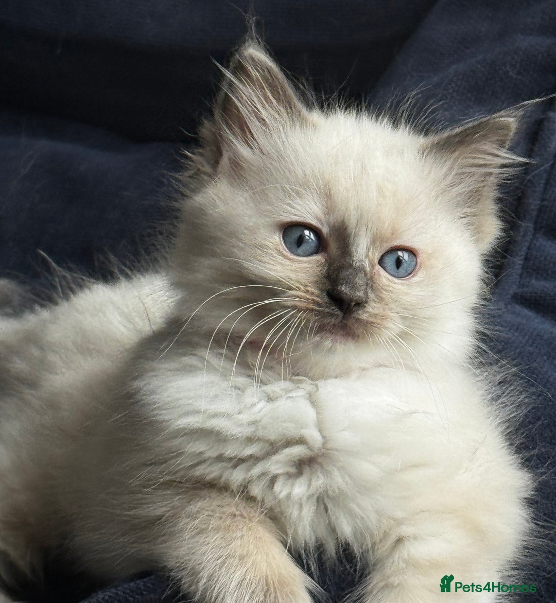 Ragdoll cats for sale: Beautiful Ragdoll Kittens, 2 Flamepoint, 1 mitted - Image 4