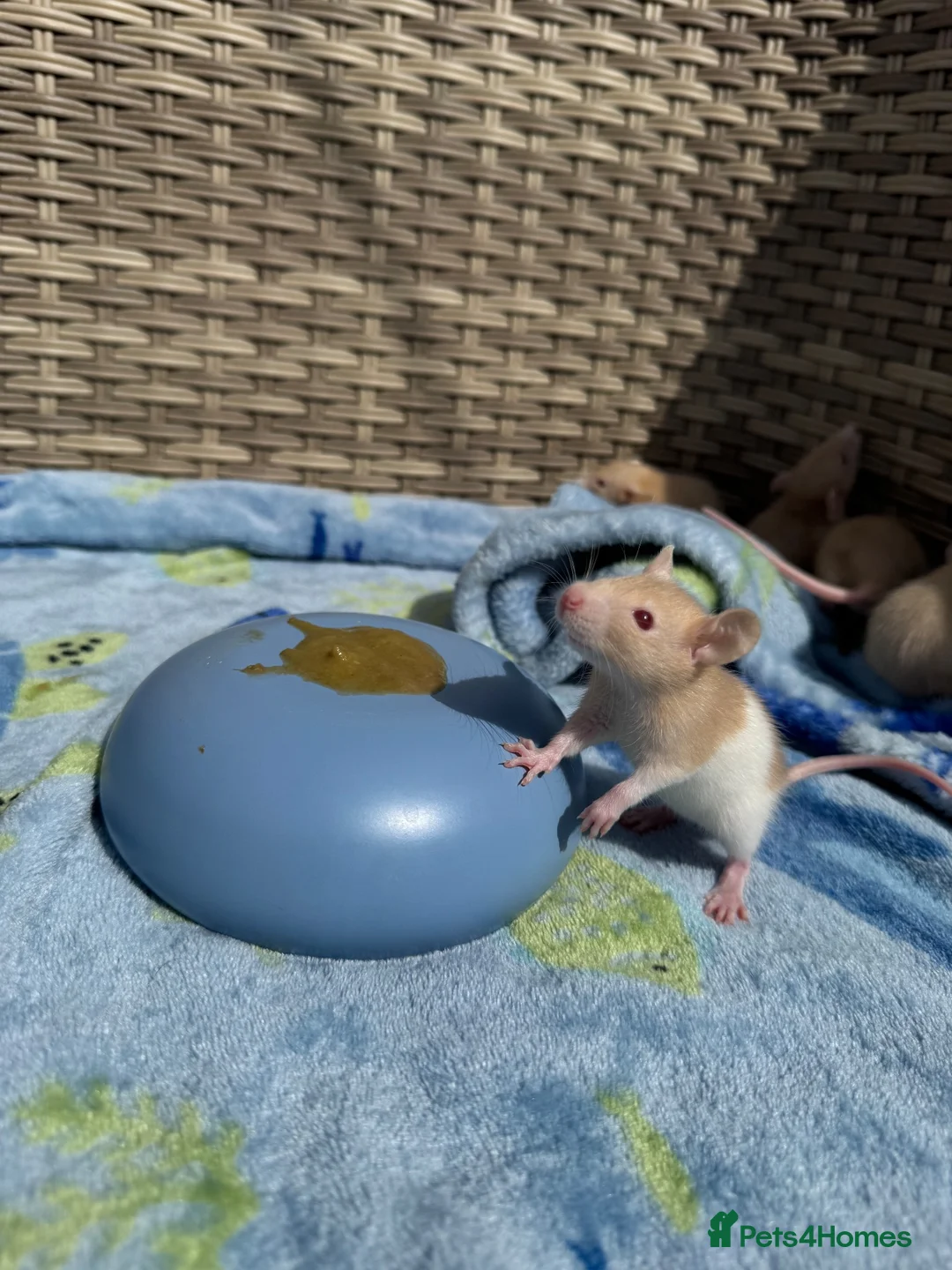Rat rodents for sale: Beautiful baby boys in Romford - Advert 2