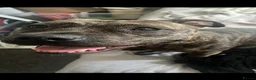 Staffordshire Bull Terrier dogs for sale: Narla x  - Advert 7