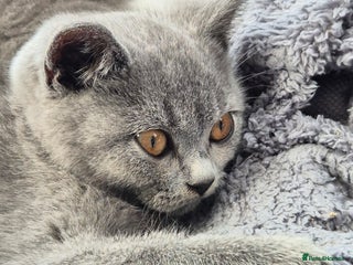 British Shorthair cats Absolute darling BSH kits GCCF Reg Fantastic type - Advert 3