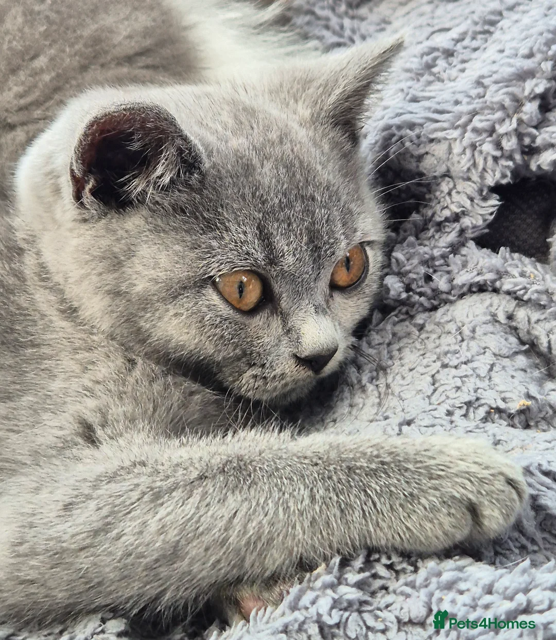 British Shorthair cats for sale: Stunning BSH kitten GCCF Reg Champion sired - Advert 6
