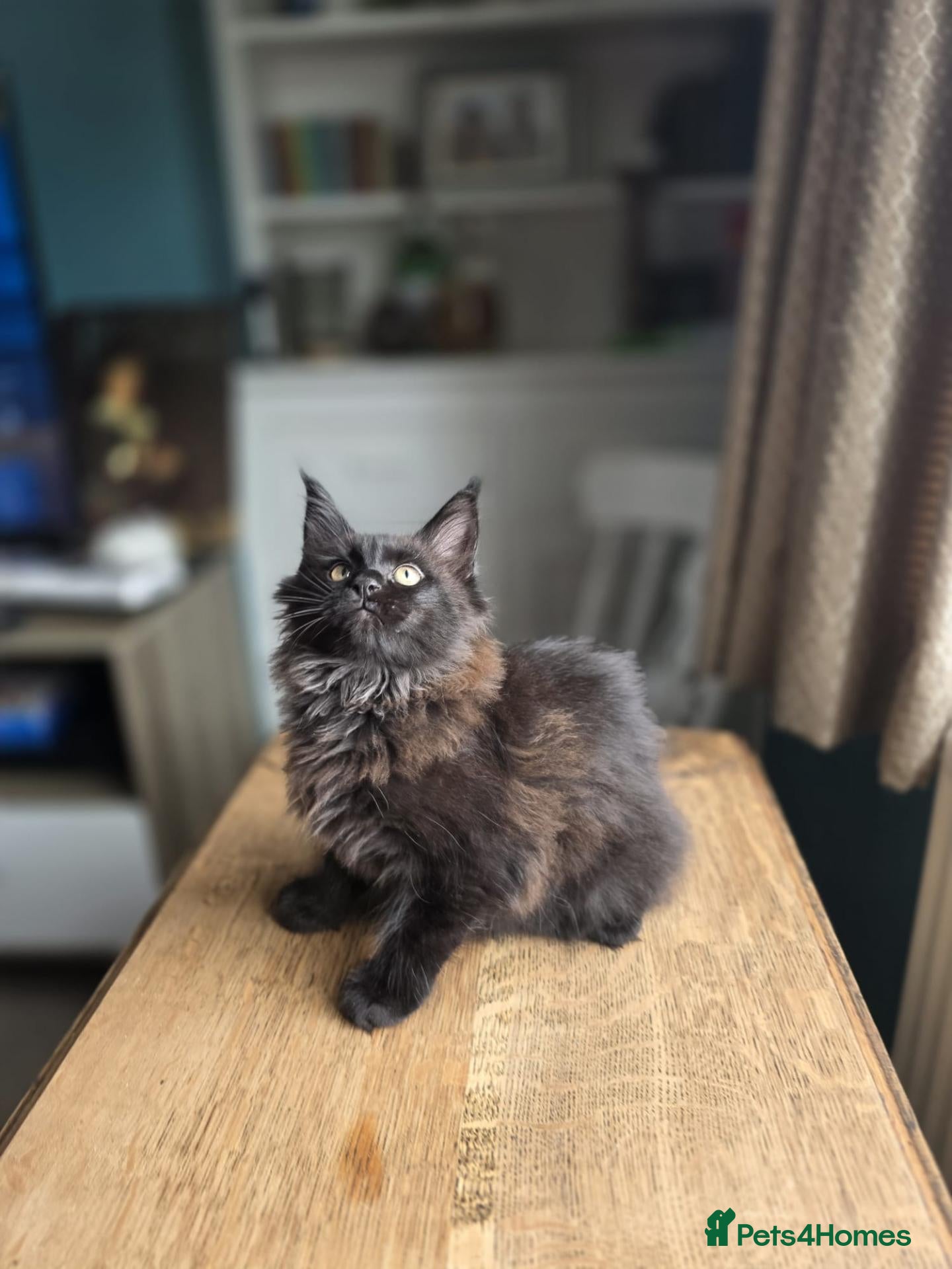 Maine Coon cats for sale: Tica Maine coon cubs / kittens. - Advert 2