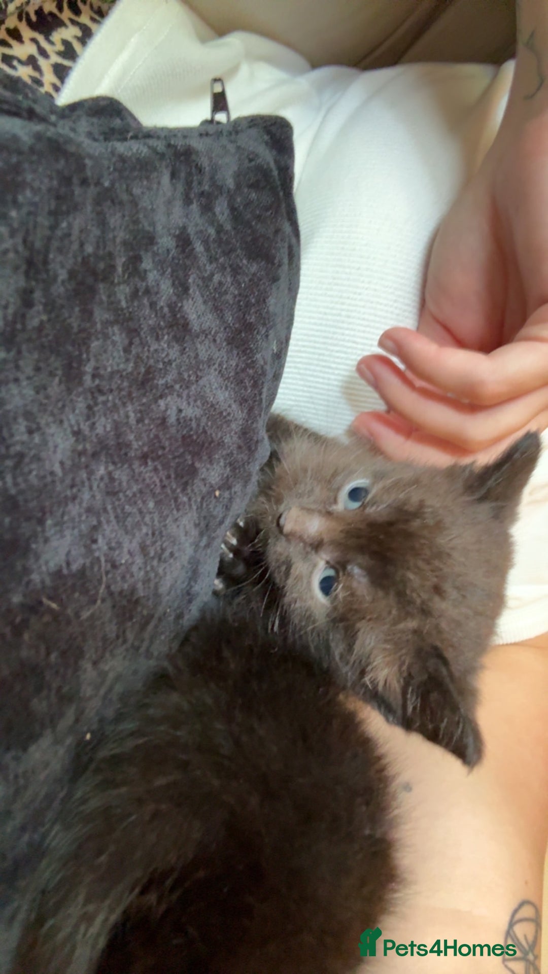 Domestic Shorthair cats for sale: Domestic shorthair kittens  - Image 3