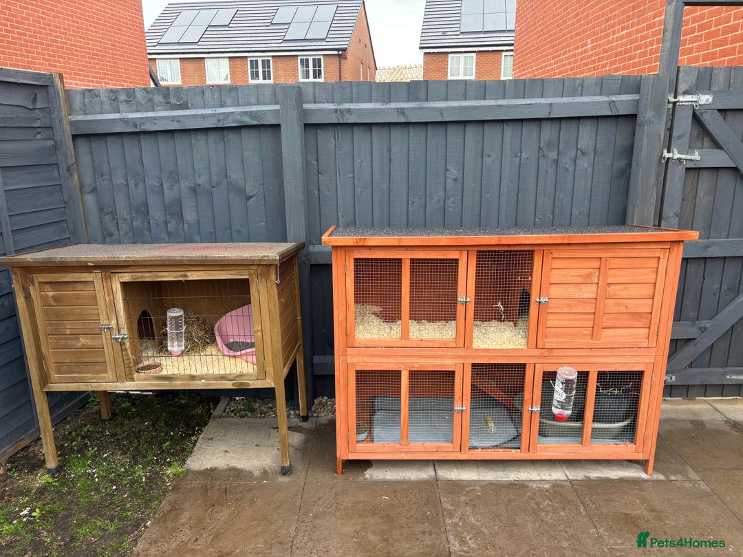 English Lop rabbits for sale: 2x rabbits - Image 1
