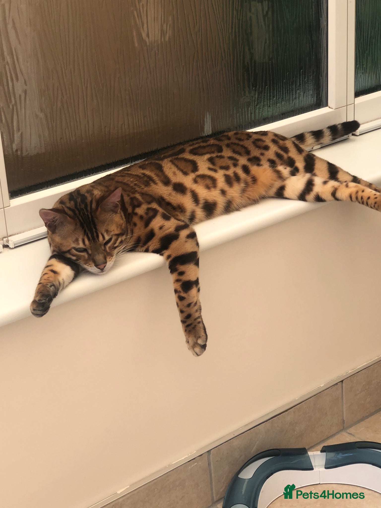 Bengal cats Snow and Rosetted bengal kittens   - Advert 2