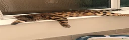 Bengal cats for sale: Snow and Rosetted bengal kittens   in Twickenham - Advert 2