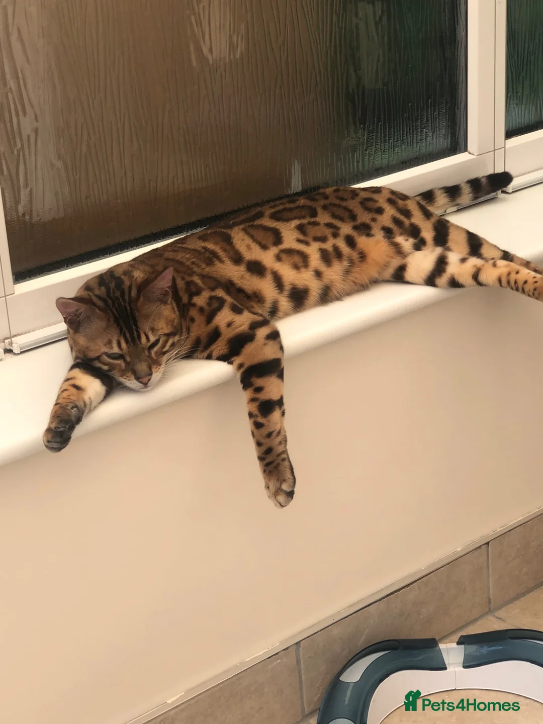 Bengal cats for sale: Snow and Rosetted bengal kittens   in Twickenham - Advert 2
