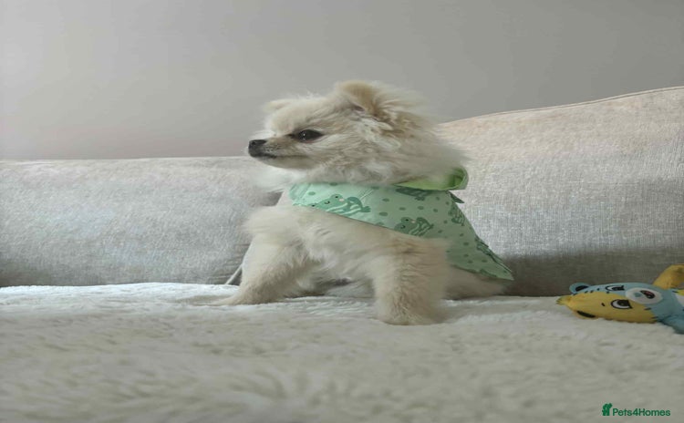 Pomeranian dogs - Advert 1