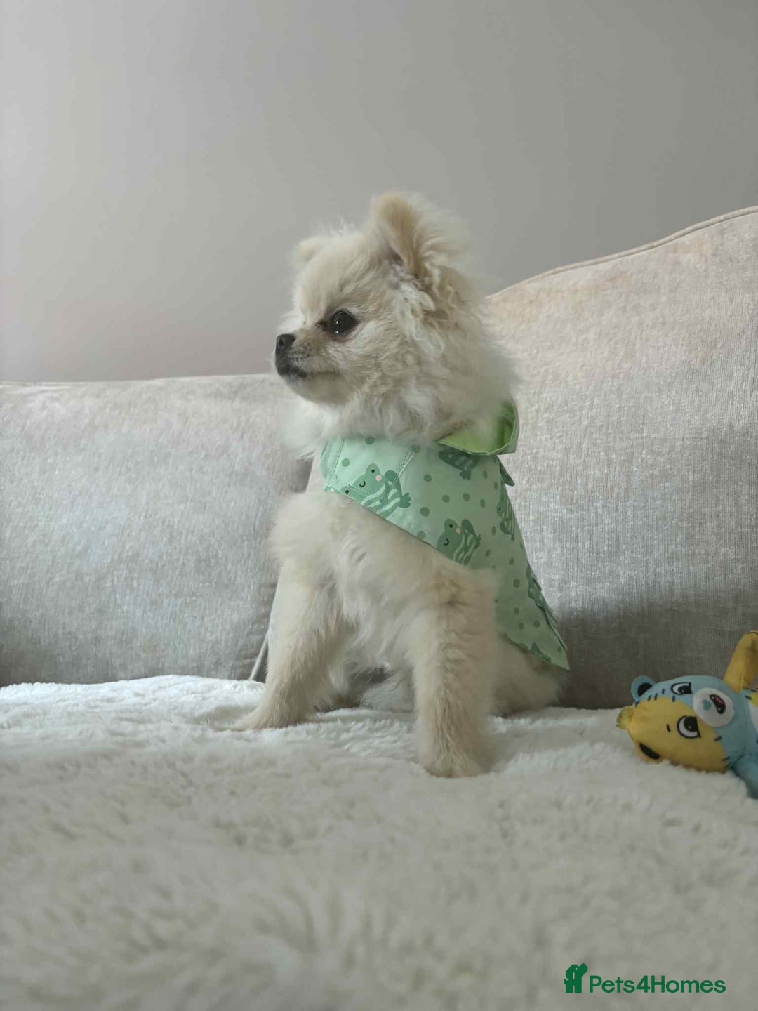 Pomeranian dogs for sale: Quick sale - Image 1