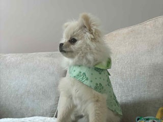 Pomeranian dogs - Advert 11