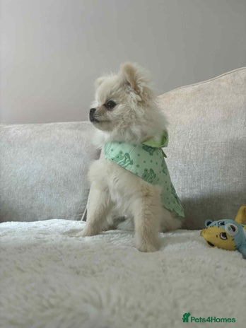 Pomeranian dogs - Advert 1