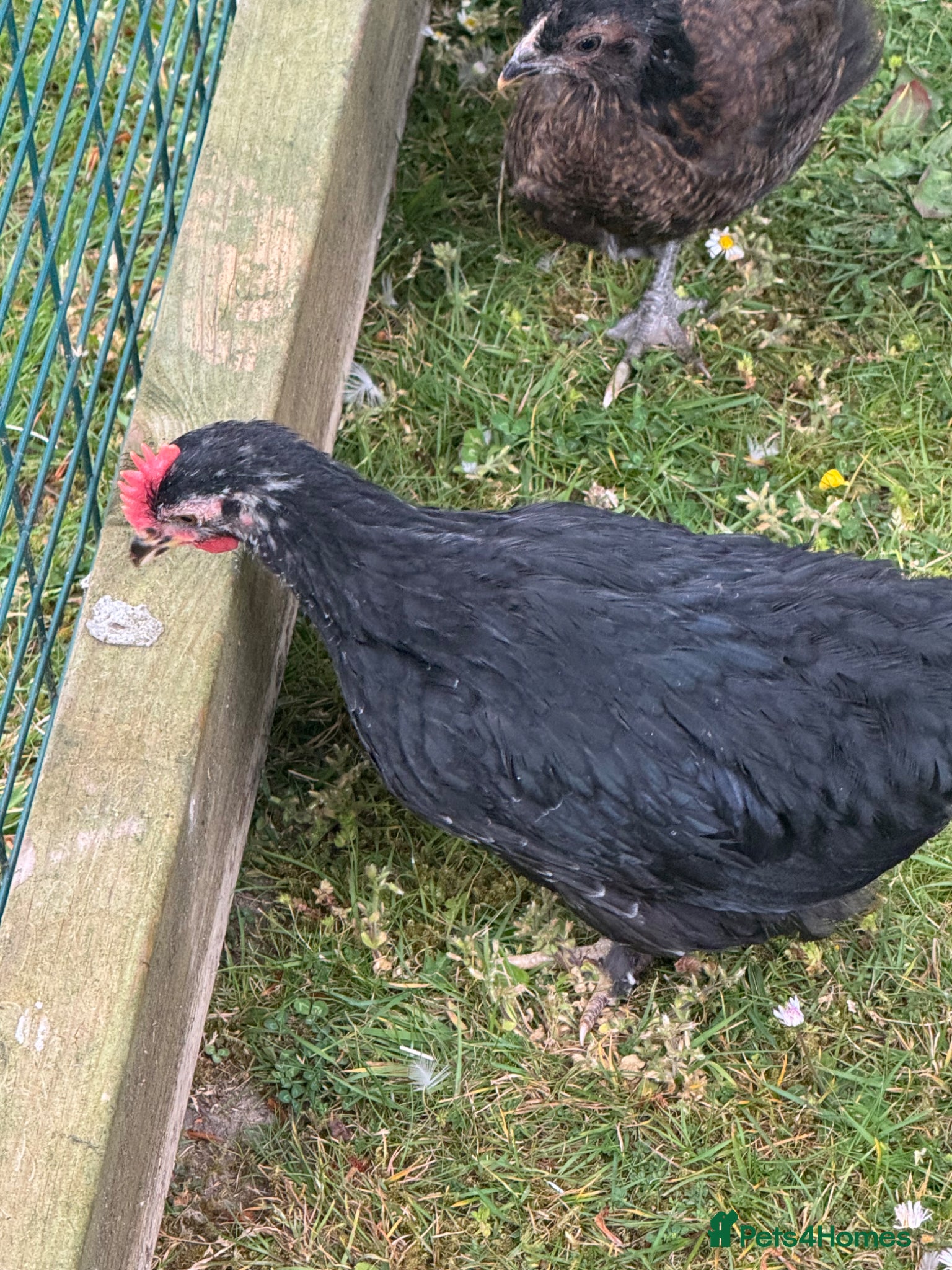 Chickens poultry for sale: Pekin polish barnyard mix cockerel - Advert 2