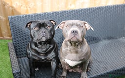 Staffordshire Bull Terrier dogs for sale: KC Reg Staff Pups Blue/Black, Champion Blood Lines - Image 25