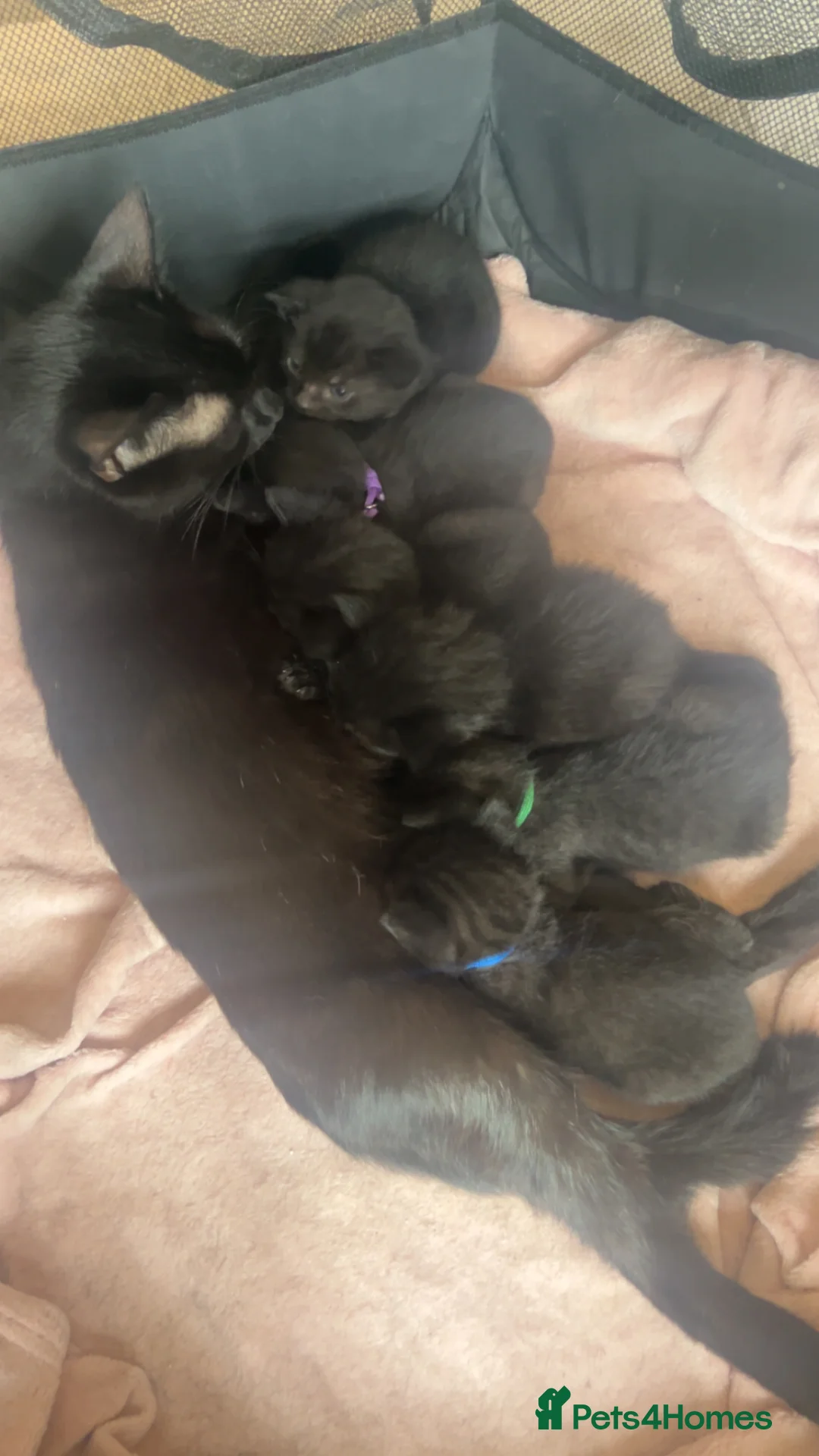 Mixed Breed cats for sale: 6 beautiful medium haired kittens needing homes🐱 in Deeside - Advert 9